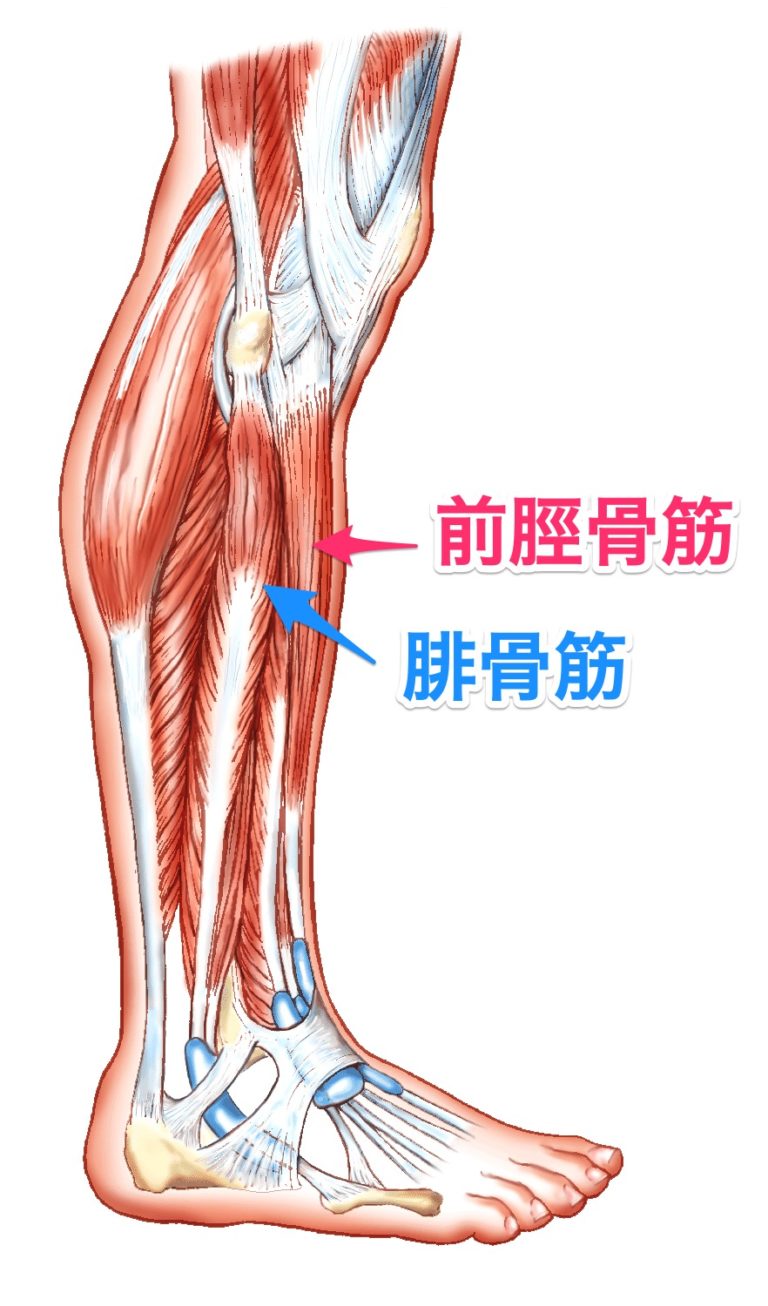 スネ の 筋肉
