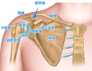 肩甲骨の構造